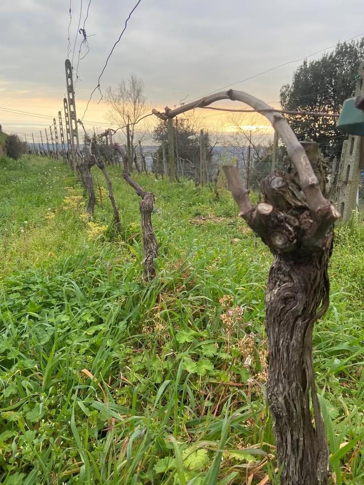 Azienda Agricola Feudo Ghelardini